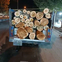 خرید و برش انواع چوب و درخت و هرس درختان لشنی|خدمات باغبانی و درختکاری|دورود, |دیوار