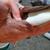 سرخ دم سفید نر|پرنده|سوسنگرد, |دیوار