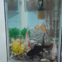 آکواریوم و ماهی|ماهی|ایلام, |دیوار