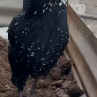 تخم مرغ نطفه دار گلین|حیوانات مزرعه|شاهین‌شهر, خانه کارگر|دیوار