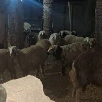 گوسفند|حیوانات مزرعه|باوی, |دیوار