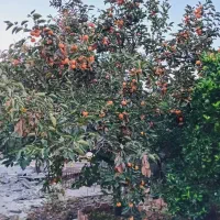 خرمالو روی درخت