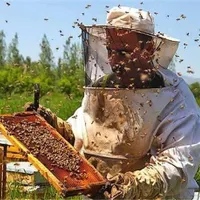 آموزش پرورش زنبور عسل با مدرک فنی وحرفه ای