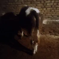 گوساله نر|حیوانات مزرعه|بلبان آباد, |دیوار