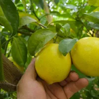 فروش عمده لیمو،یافا،تامسون