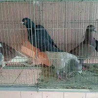 کبوتر دورگ سرورگوره سیاه بزک طاووسی دوکت