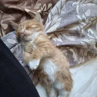 گربه ۳ ماهه