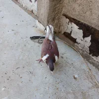 کفتر ساده سرخ|پرنده|تربت‌حیدریه, ۴۵ متری|دیوار