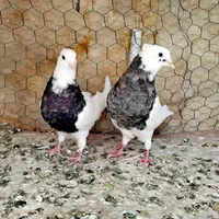 طوقی پاپر|پرنده|اصفهان, ارغوانیه|دیوار