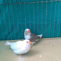 فنچ با قفس
