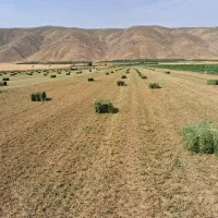 خرید یونجه سر زمین یا داخل انبار تناژ بالا