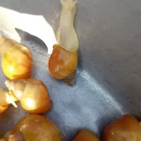 حلزون|خزنده|کرمان, |دیوار