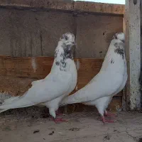 کفتر  دوتا ماده|پرنده|ری, ولی آباد|دیوار