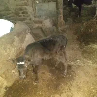 آدرس طارم روستا ولیس