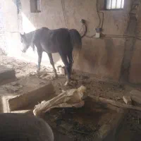 فروش اسب نر سه ساله ایرانی|اسب و تجهیزات اسبسواری|خمین, |دیوار