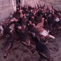 بوقلمون برنزه و بربون|حیوانات مزرعه|خوی, |دیوار