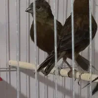 قناری سوخته،کبالت،ردبلک|پرنده|بندر ماهشهر, |دیوار