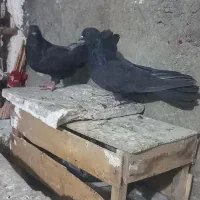 فروش فوری ۴عدد کبوتر