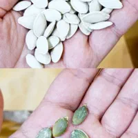 تخمه کدوی شور