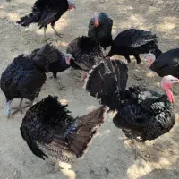 فروش بوقلمون محلی|حیوانات مزرعه|فیروزآباد (فارس), |دیوار