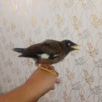 مرغ مینا