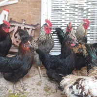 خروس چاق وکاملا ارگانیک|حیوانات مزرعه|قصرشیرین, |دیوار