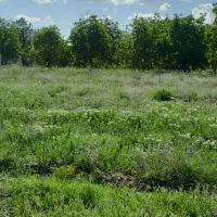 فروش زمین باغی