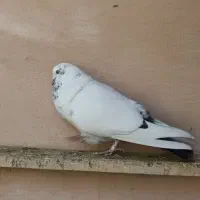 کفتر پرشی درجه یک معاوضه با سهره|پرنده|ماهدشت, |دیوار