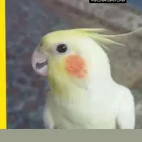 گمشده عروس هلندی