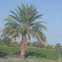 جواز کسب املاک دارم