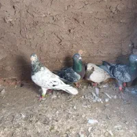 کفترا داورزن|پرنده|داورزن, |دیوار