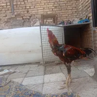 خروس لاری  ۱.۵ ساله فروشی