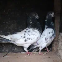 کبوتر|پرنده|رشت, جانبازان|دیوار