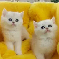 بریتیش اسکاتیش بلو،گلدو سیلور (مشاوره رایگان )