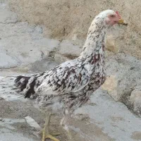 فروش مرغ لاری