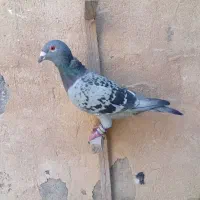 نر ماده پلاکی|پرنده|جهرم, |دیوار