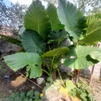 گل باب آدم|گل و گیاه طبیعی|رودبنه, |دیوار