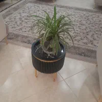 باغبانی پاکسازی باغچه علف زنی تعویض گلدان|خدمات باغبانی و درختکاری|قم, زینبیه|دیوار