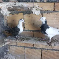 دو‌عدد‌جوجه‌کبوتر ۱‌بند