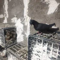 اشعل ماده ۱۳ پردم