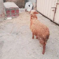 یک عدد بره