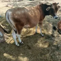 جلب