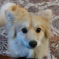 پت بازیگوش و خوشگل روباهی|سگ|قم, دروازه ری|دیوار