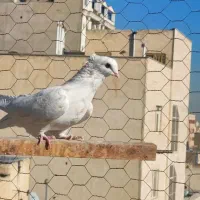 کفتر|پرنده|تهران, جی|دیوار