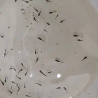 ماهی لارو و ریز بار گوپی زبرا کالر دو بند