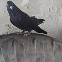 کفتر|پرنده|فارسان, |دیوار