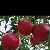 زمین باغ 140مترسنددارامتیازآب فنس کشی آماده|فروش زمین و ملک کلنگی|گرگان, |دیوار