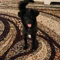 سگ اشپیتز|سگ|گرگان, |دیوار