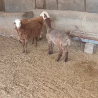 بره ماده