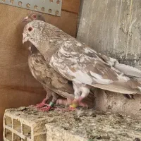 سرور پلاکی